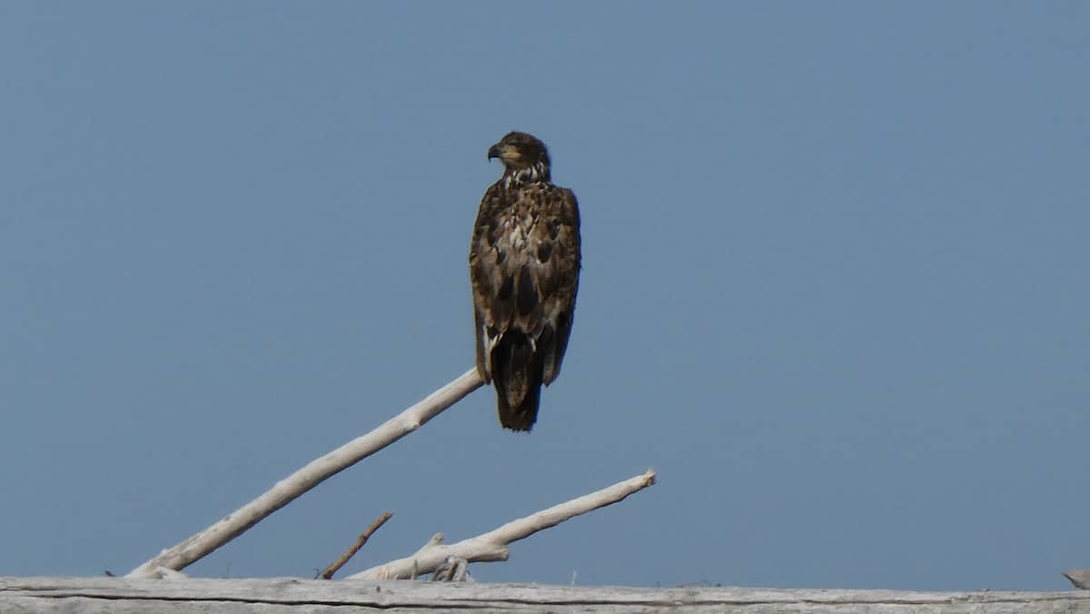 Bald eagle perched near the shoreline