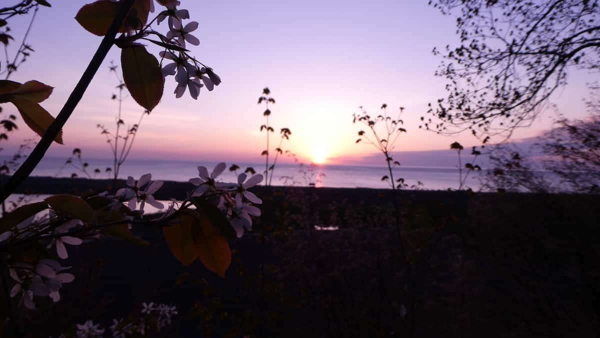 Sunset framed by shoreline branches